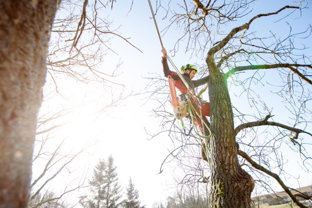 Tree Service Advertising Ideas